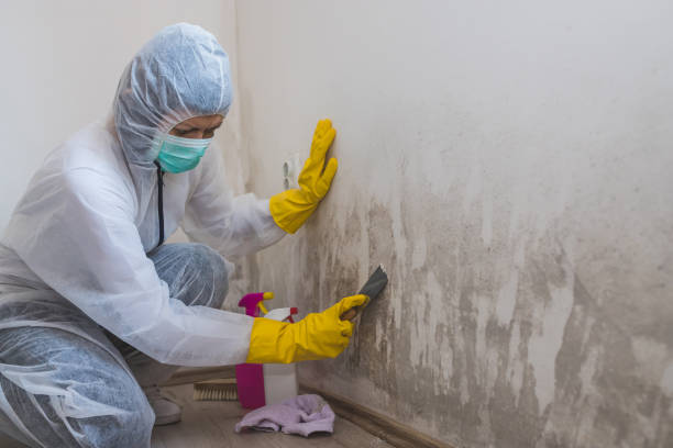 Best Commercial Mold Inspection  in Bluffdale, UT