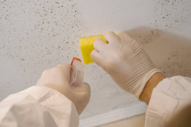 Best Mold Remediation for Healthcare Facilities  in Bluffdale, UT