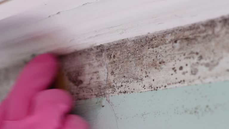 Best Emergency Mold Remediation  in Bluffdale, UT